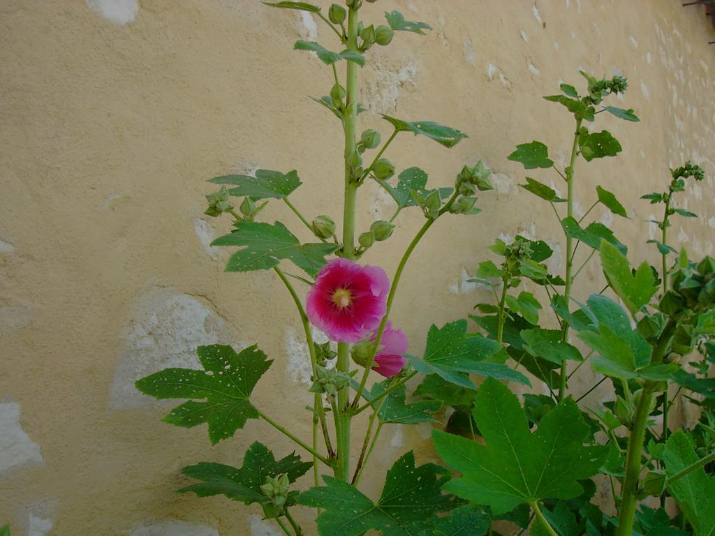 Les Jardins Saint Leonard Ξενοδοχείο Thairé Εξωτερικό φωτογραφία